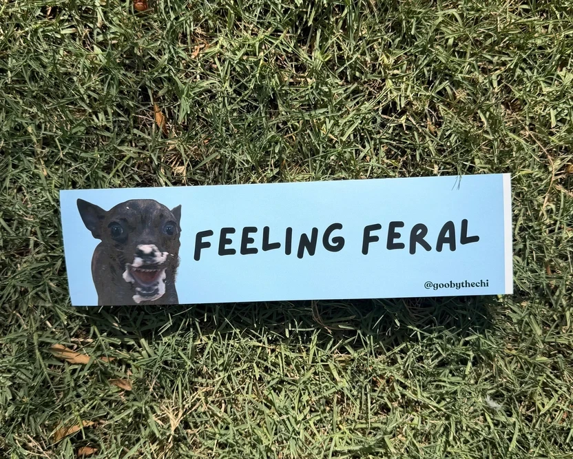 Feeling Feral bumper sticker displayed on grass