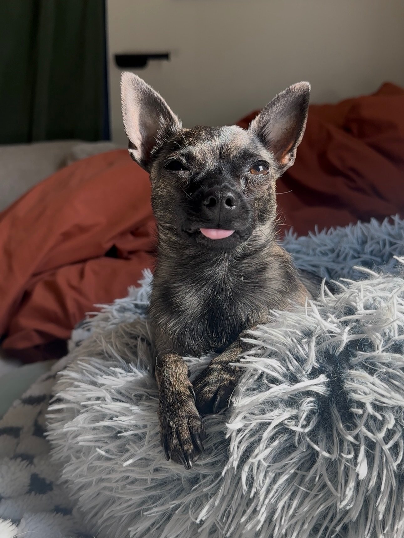 Gooby smiling on a fluffy bed
