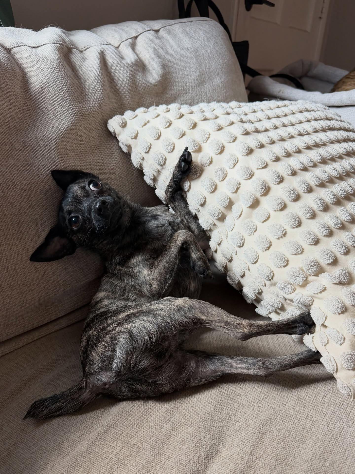 Gooby lounging on the couch