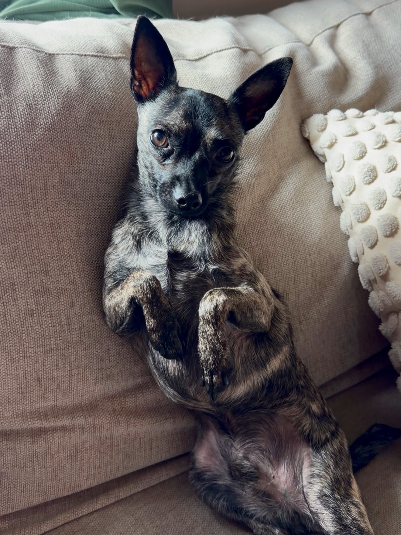 Gooby sitting up on the couch