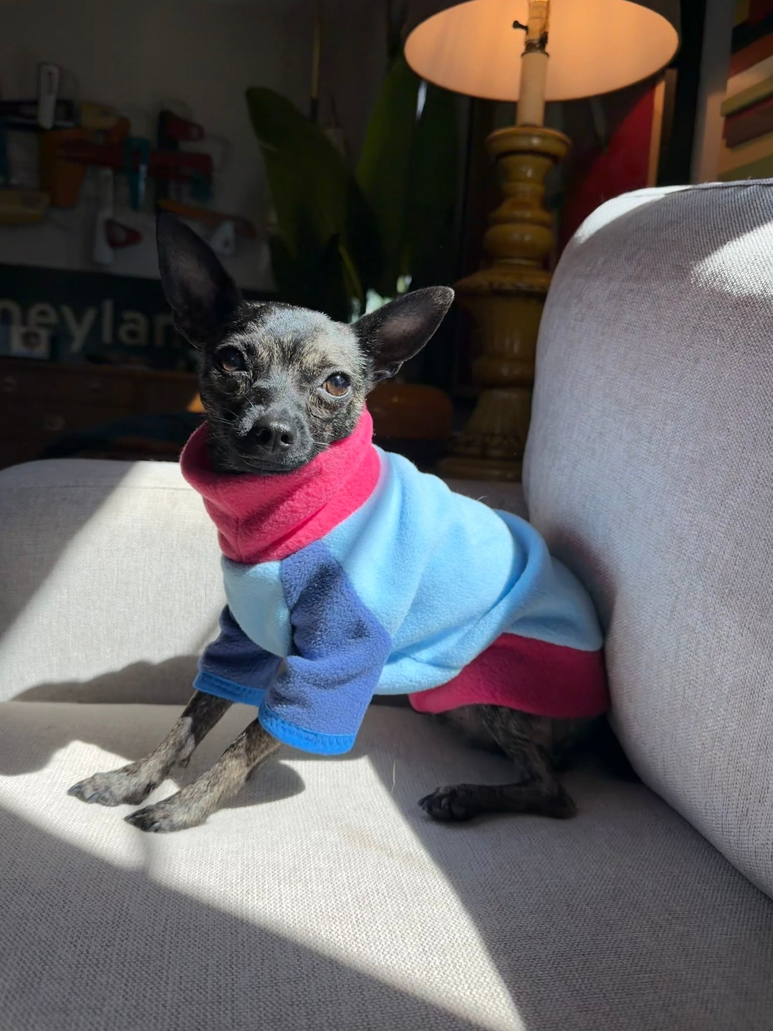 Gooby photo 4